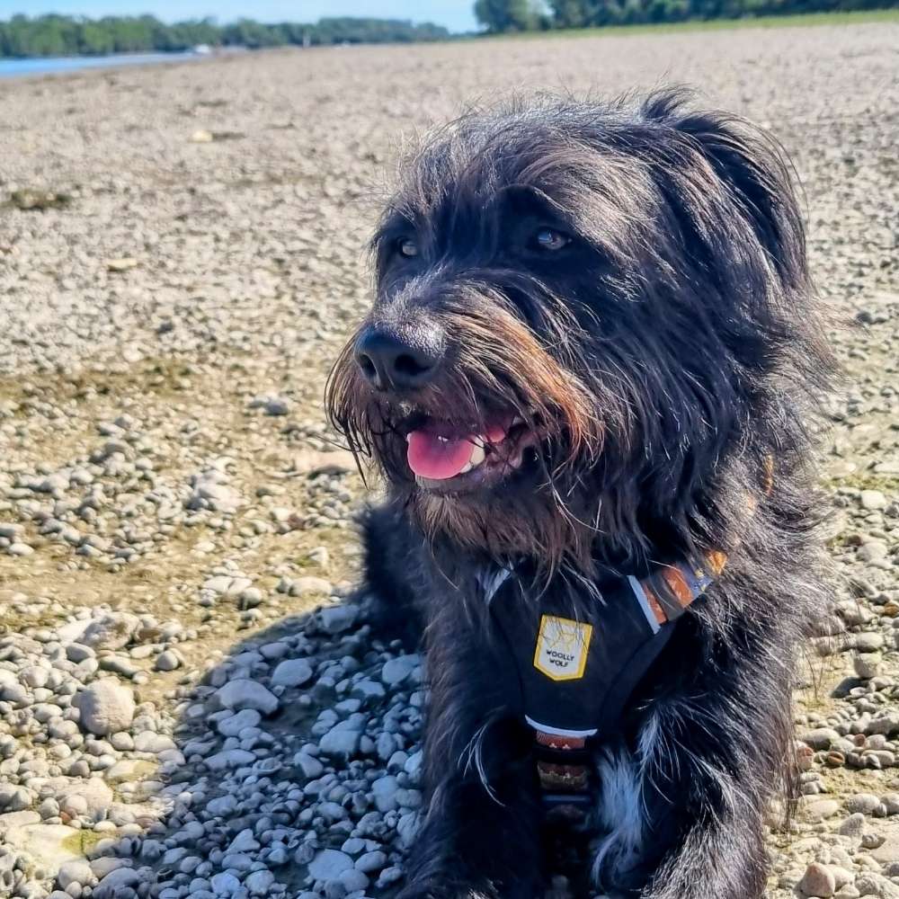 Hundetreffen-Spielfreund für Freddie-Profilbild