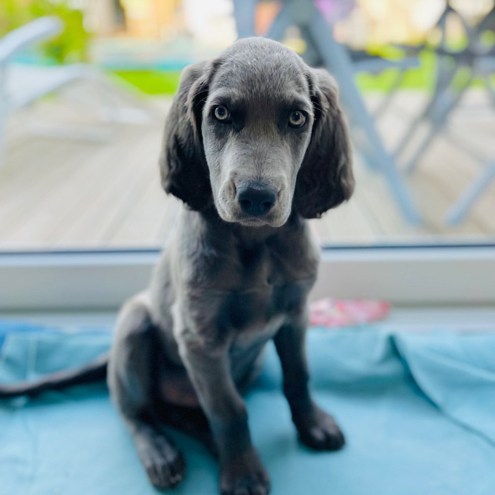 Hundetreffen-Spielkameraden gesucht-Profilbild