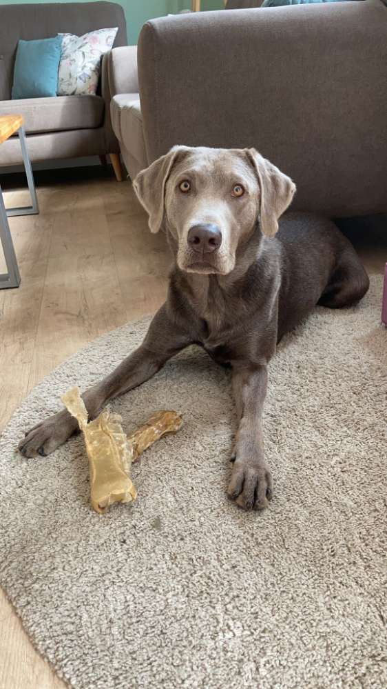 Hundetreffen-Spiel- & Rennpartner für sehr aktive sensible Labbidame-Profilbild