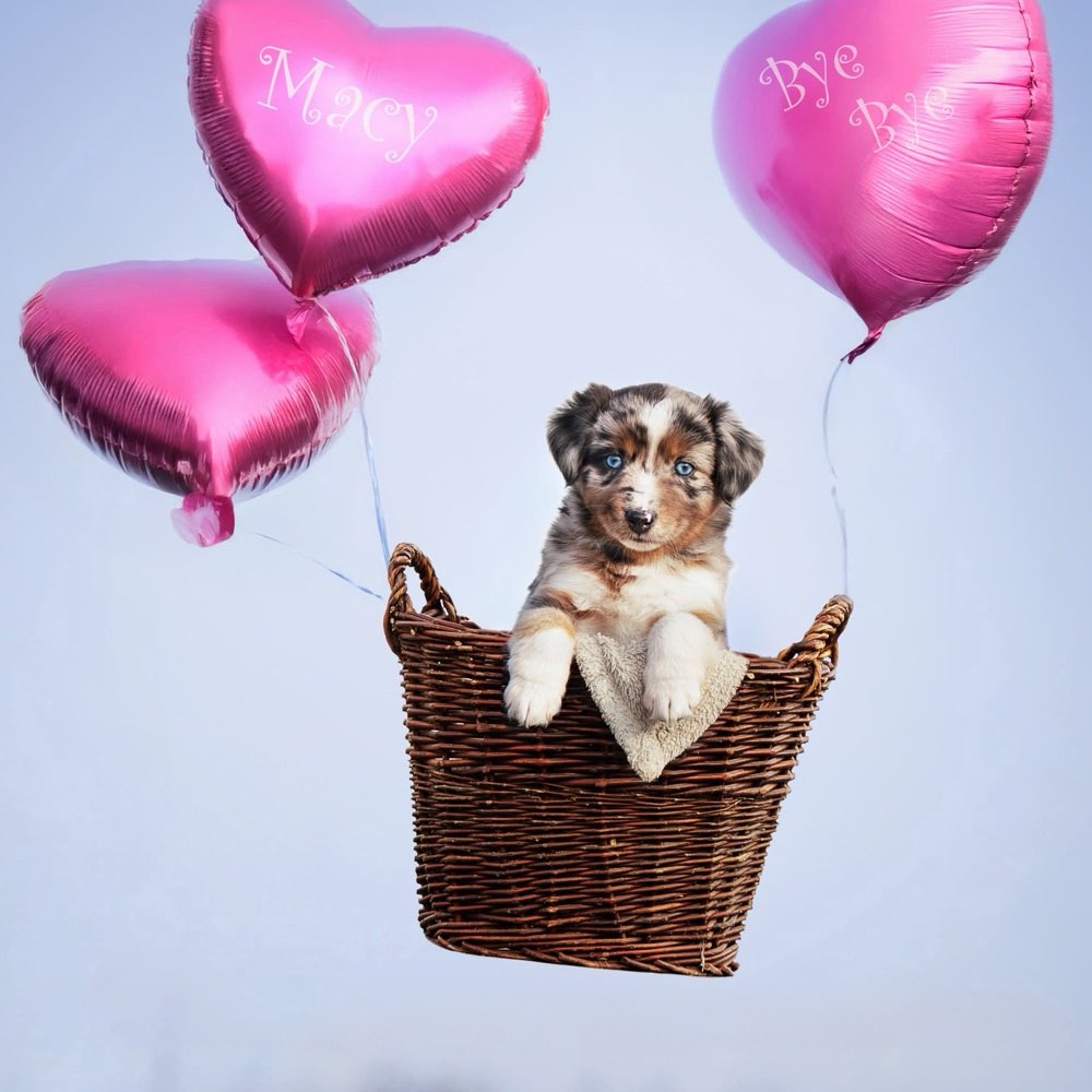 Hundetreffen-Regelmäßige Treffen-Profilbild