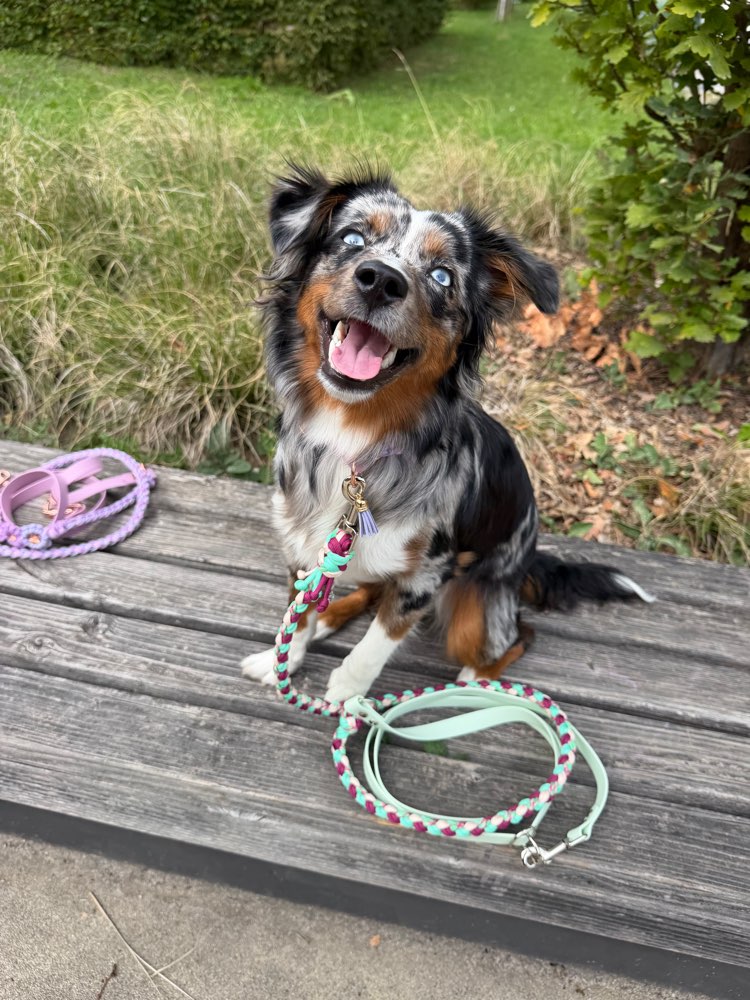 Hundetreffen-Gemeinsame Gassi/Spielrunden-Profilbild