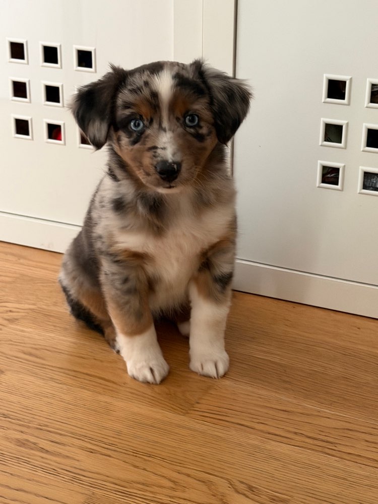 Hundetreffen-Regelmäßige Treffen zum gemeinsamen Wachsen-Profilbild