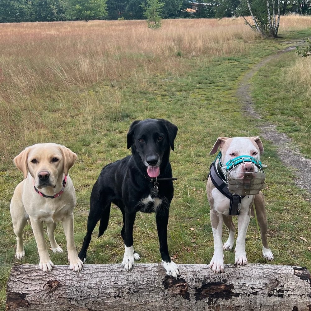 Hundetreffen-Social Walks mit und ohne Freilauf-Profilbild