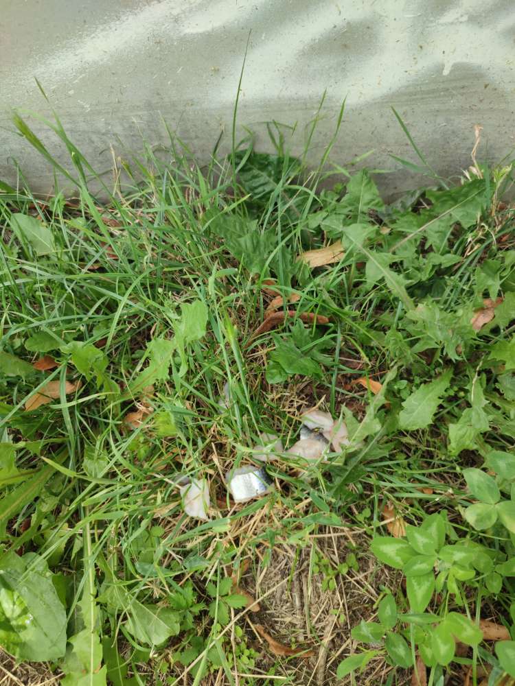 Giftköder-Eventuell Köder-Profilbild