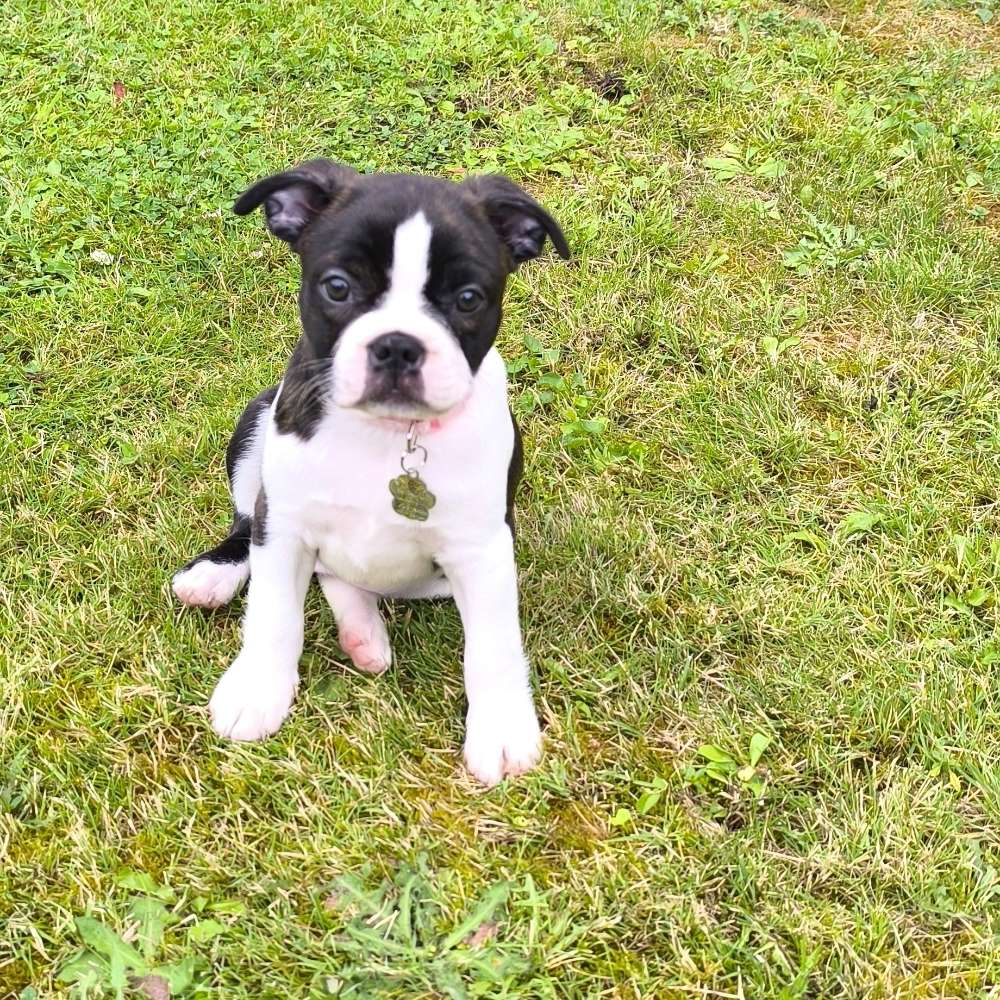 Hundetreffen-Welpentreffen in Köln Dünnwald-Profilbild