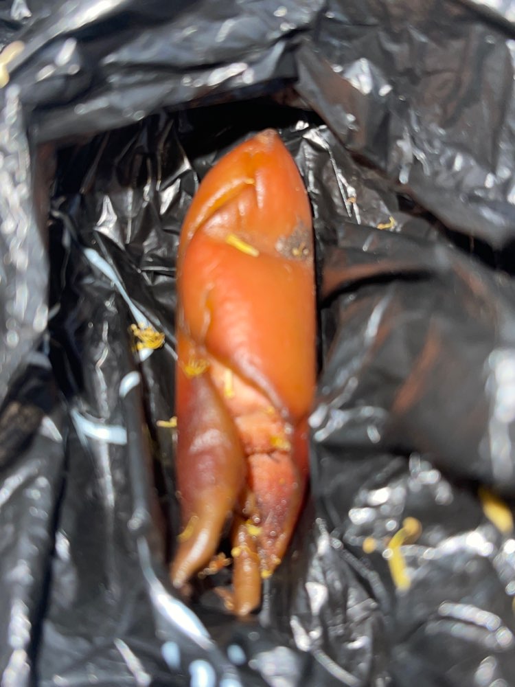 Giftköder-Eventuell Giftköder-Profilbild