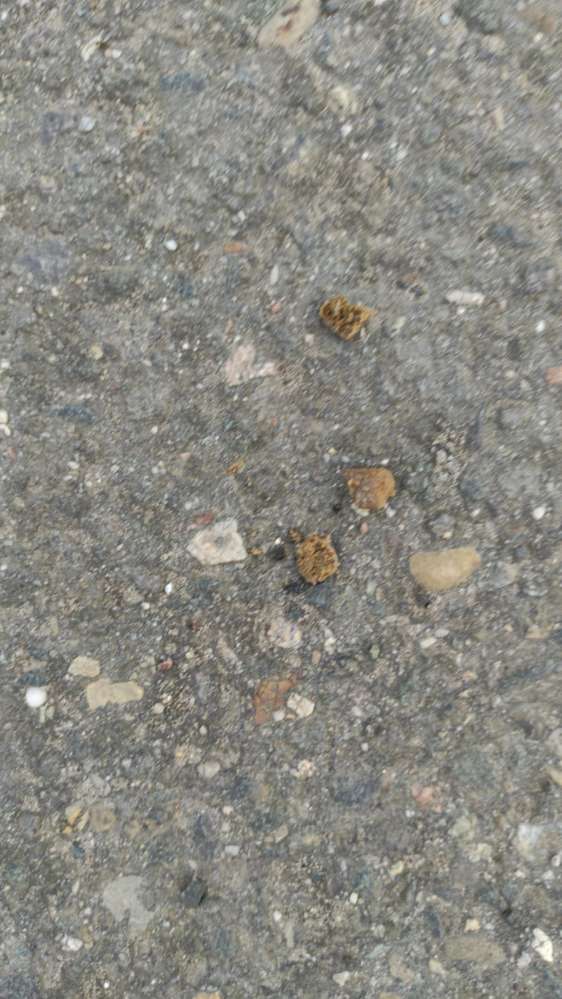 Giftköder-Giftköder-Profilbild