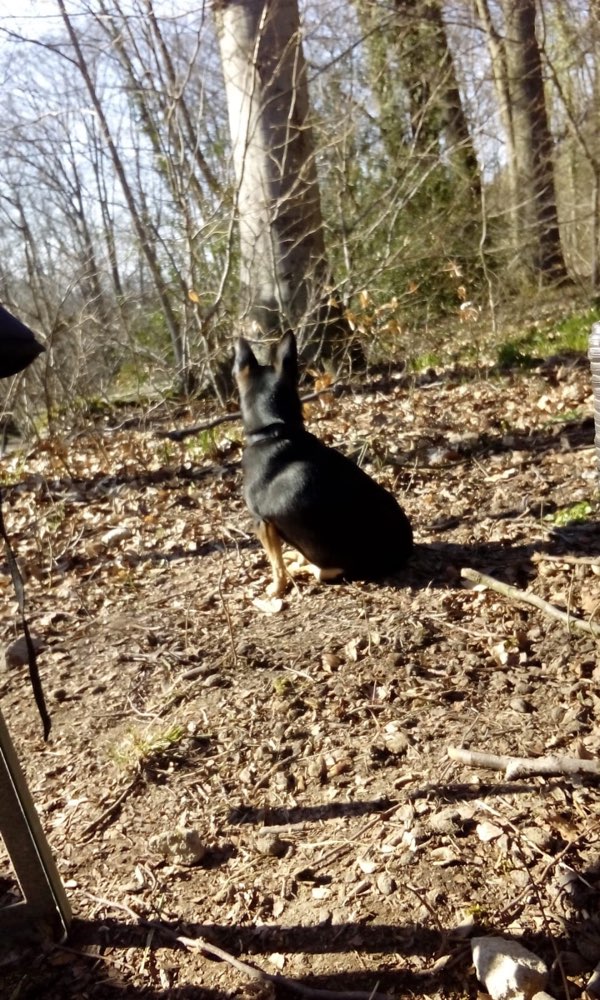 Hundetreffen-Wandern ab Eitorf-Profilbild