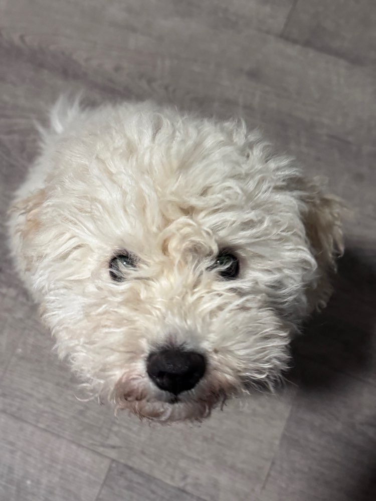 Hundetreffen-Gassirunde-Profilbild