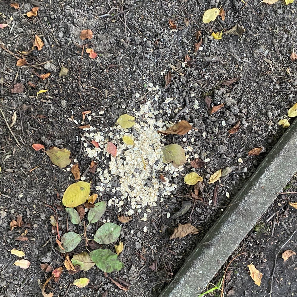 Giftköder-Futter verstreut-Profilbild