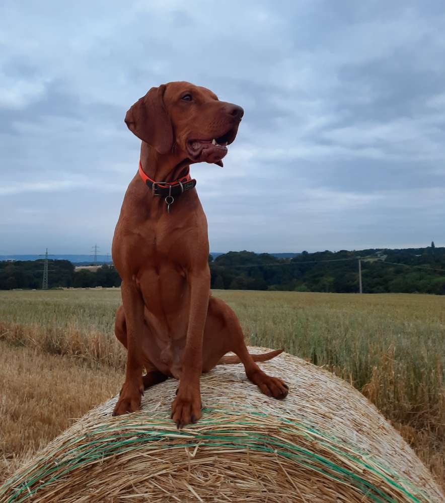 Hundetreffen-Spielgefährten gesucht-Profilbild