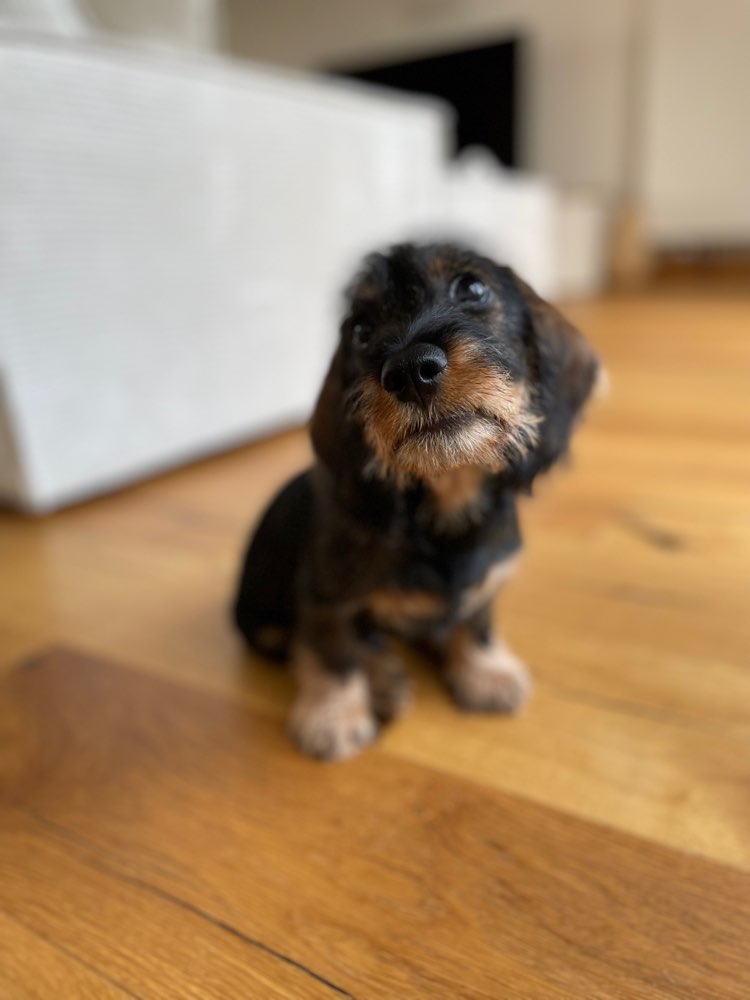 Hundetreffen-Spielkameraden zum sozialisieren gesucht-Profilbild