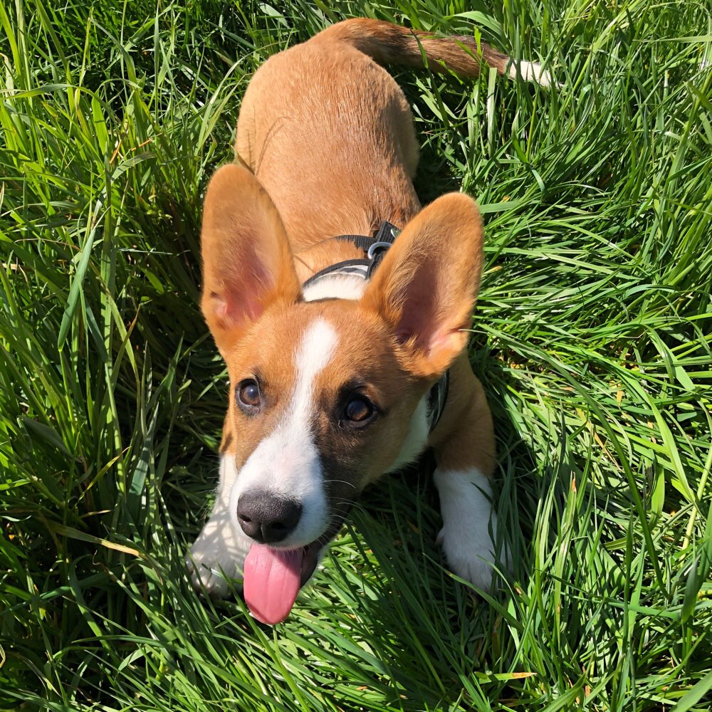 Hundetreffen-Gemeinsamer Spaziergang durch Kürten-Bechen-Profilbild