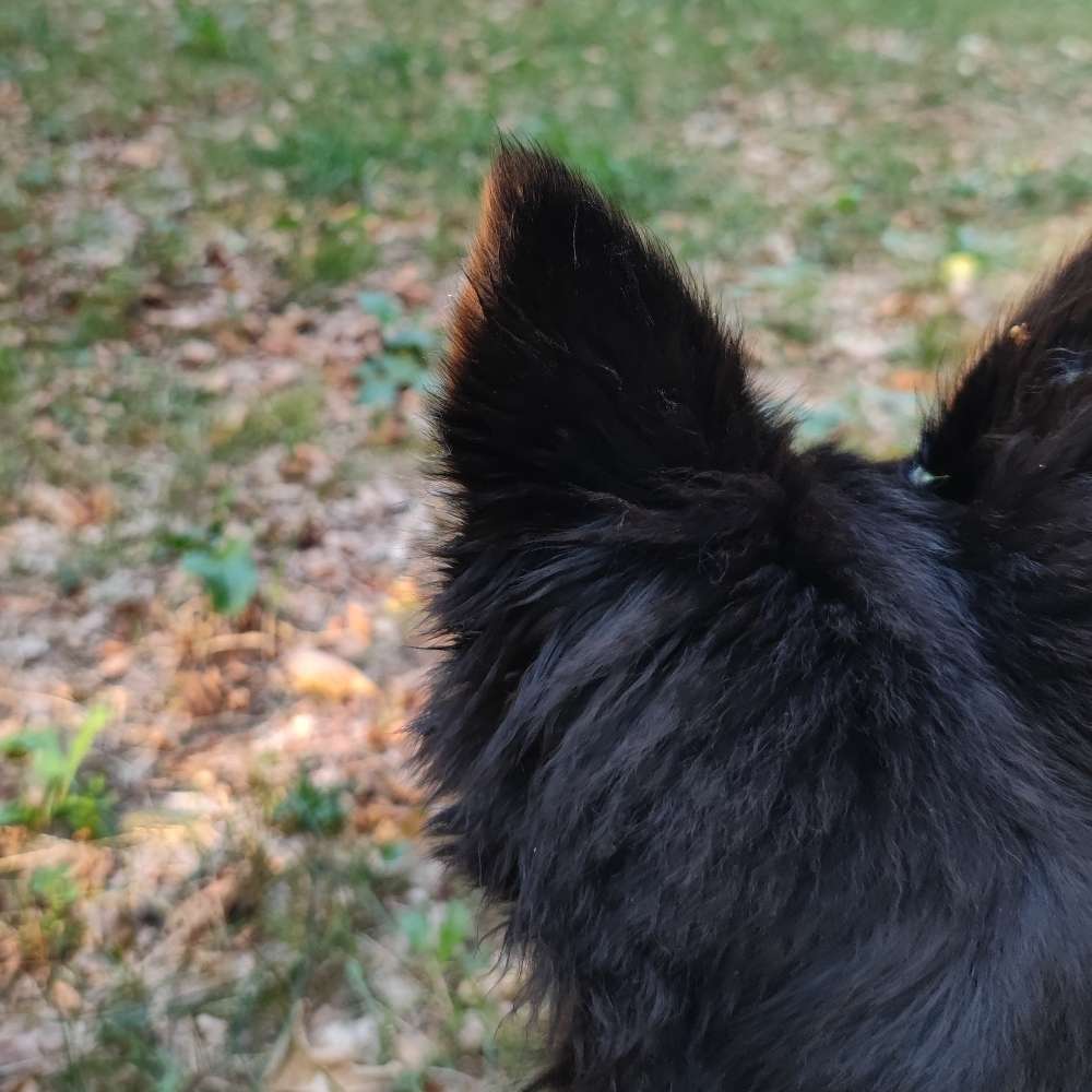 Hundetreffen-Welpen - und Junghundetreffen in Sonnenbühl-Profilbild