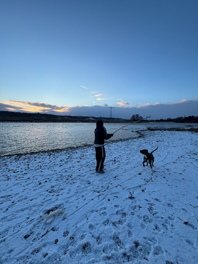 Hundetreffen-Spielen / sozialisieren-Profilbild