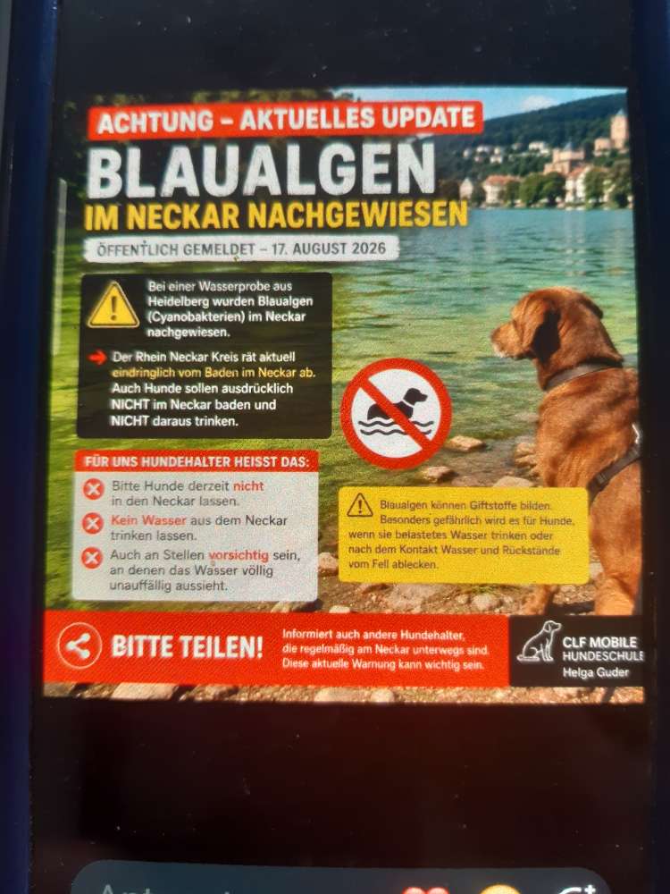 Giftköder-BLAUALGEN IM NECKAR-Profilbild