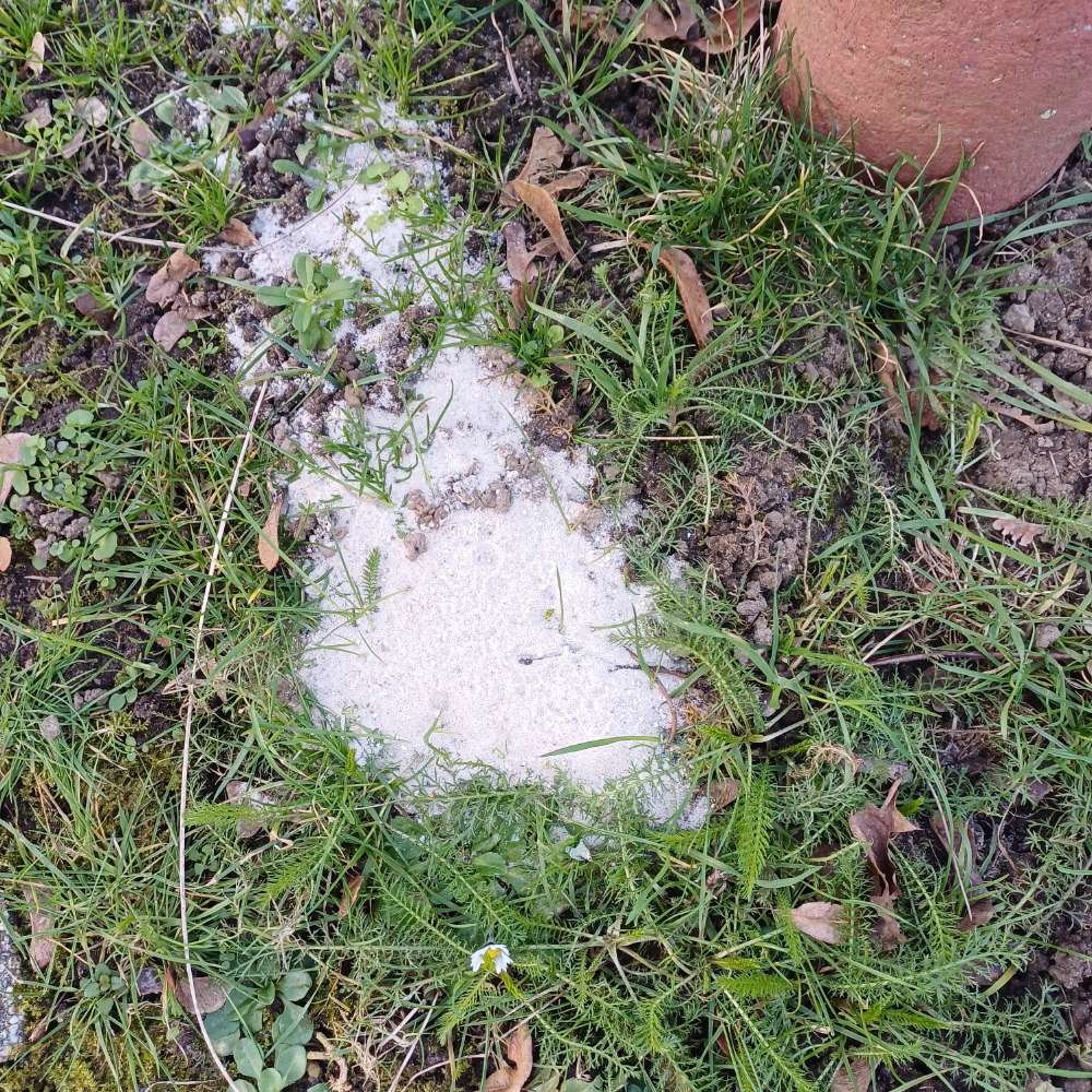 Giftköder-Verdacht auf giftiges Pulver gegen Hunde-Profilbild