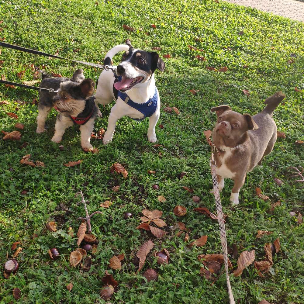 Hundetreffen-Spielkameraden für kleine Hündin-Profilbild