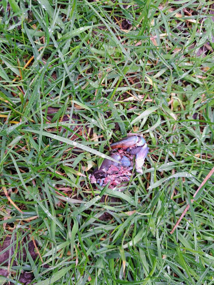 Giftköder-Undefinierbar-Profilbild