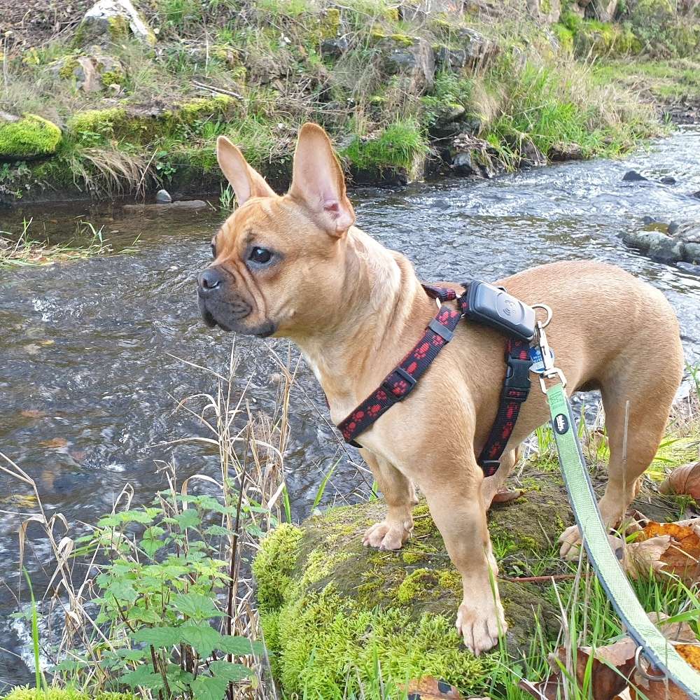 Hundetreffen-Spazieren, toben, spielen, üben-Profilbild