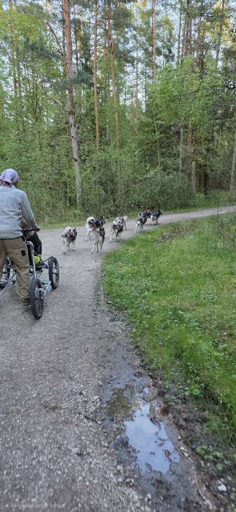 Hundetreffen-Husky Treffen, Gassi gehen und Zugsport-Profilbild