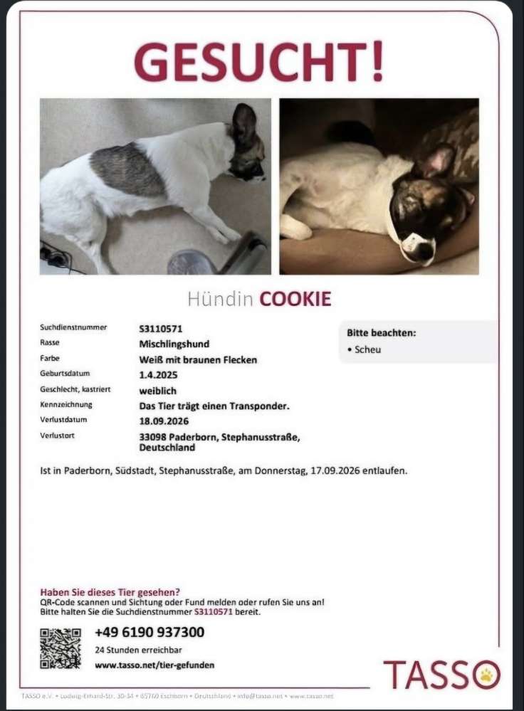 Suchmeldung-Cookie-Profilbild