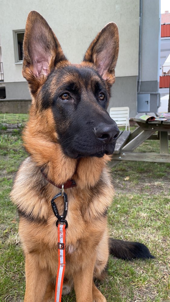 Hundetreffen-Treffen in Hildesheim und Umgebung-Profilbild