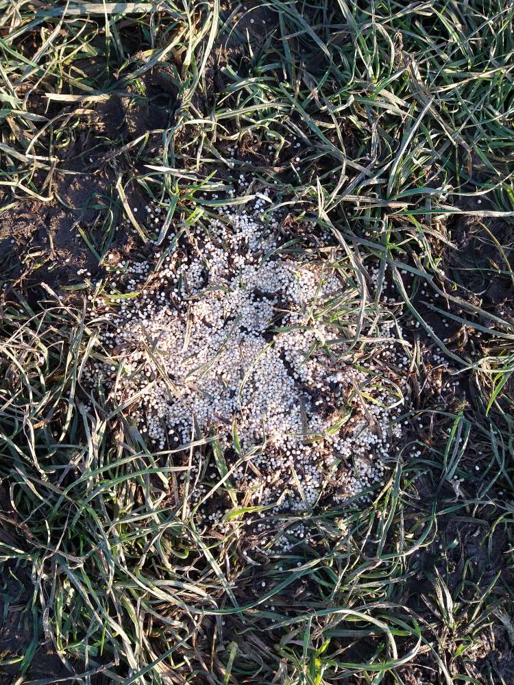 Giftköder-Weiße Kügelchen. Eventuell giftig.-Profilbild