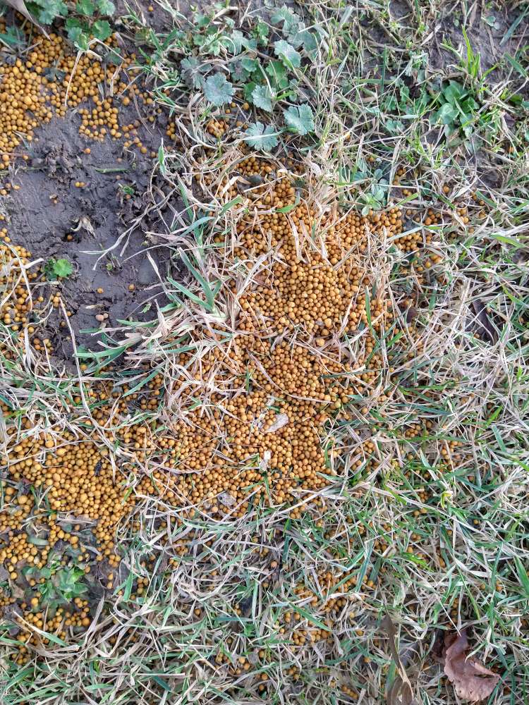 Giftköder-Orange Kügelchen-Profilbild