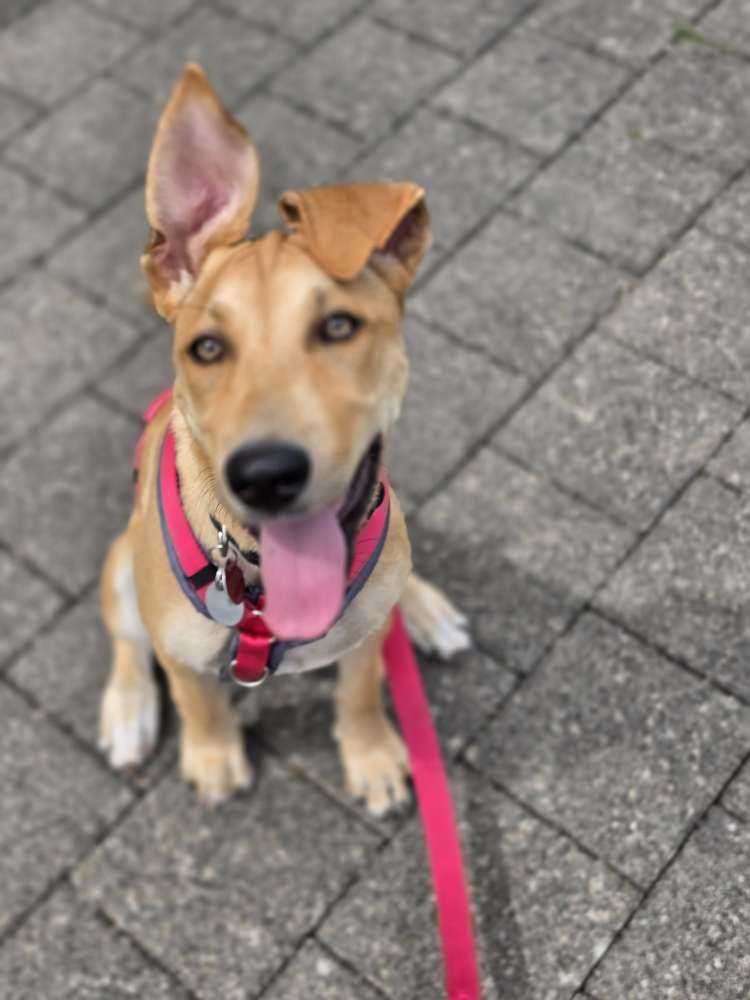 Hundetreffen-Gemeinsame Gassirunden oder Playdates-Profilbild