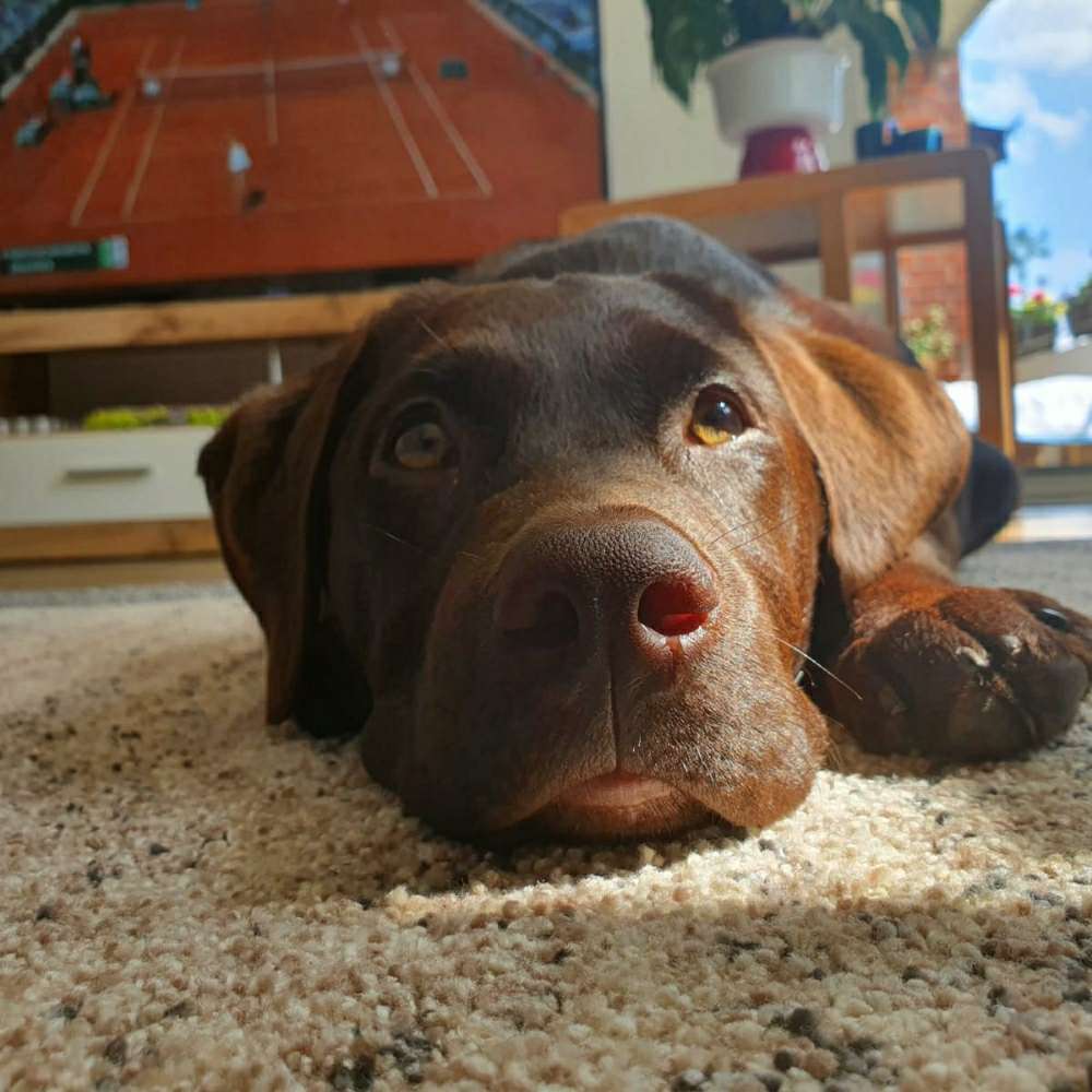 Hundetreffen-Gassigeh-, Lern- und Spielrunden-Profilbild