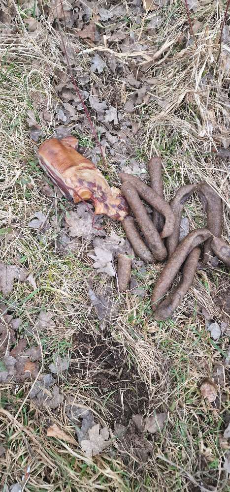 Giftköder-Schinkenspeck und Würste-Profilbild