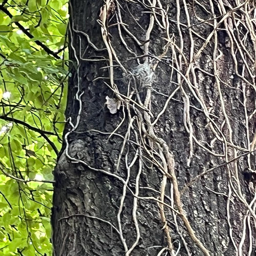 Giftköder-Vorsicht Prozessionsspinner entdeckt-Profilbild
