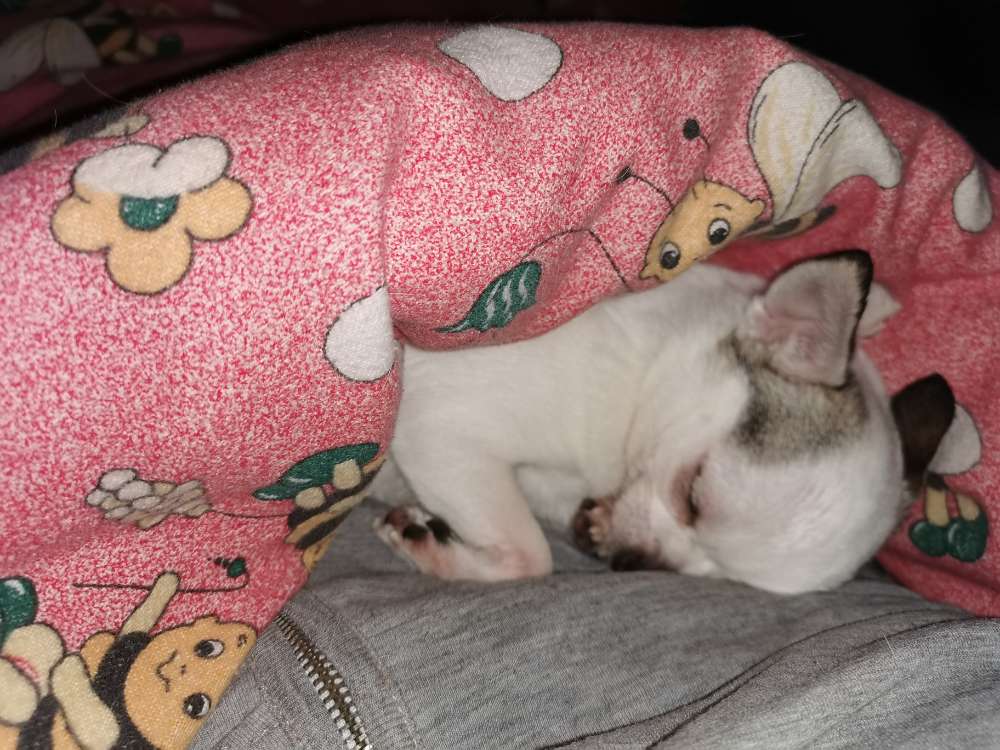 Hundetreffen-Freunde finden für Pupsi-Profilbild