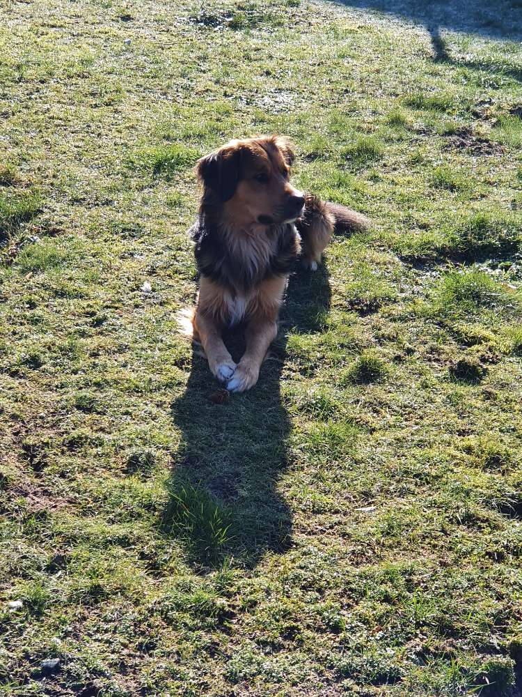 Hundetreffen-Gemeinsame Wanderungen Emsland-Profilbild