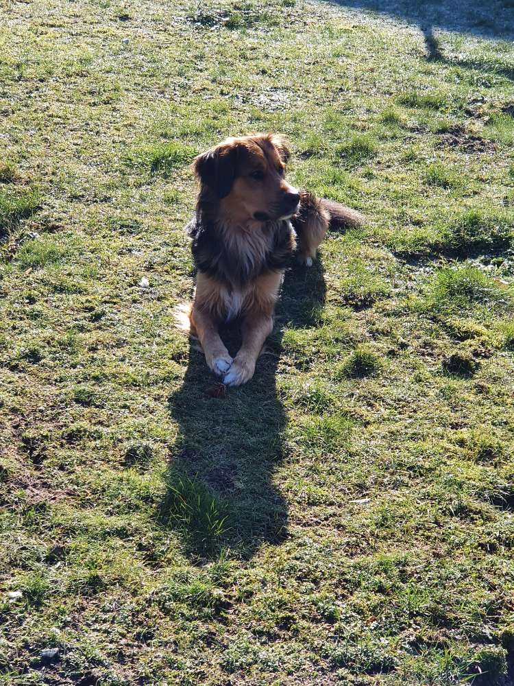 Hundetreffen-Gemeinsame Wanderungen Emsland-Profilbild