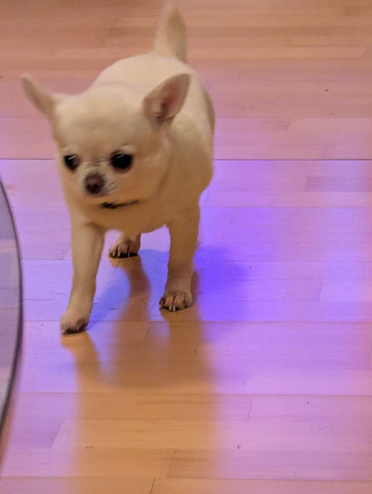 Hundetreffen-Suche Betreuung-Profilbild