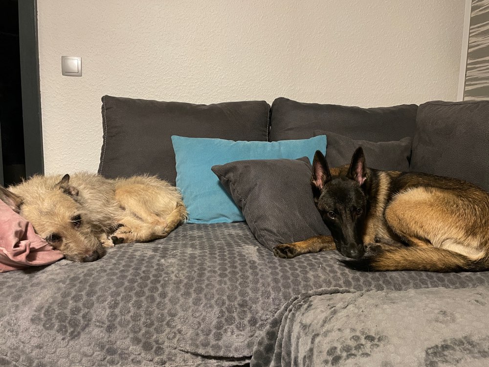 Hundetreffen-Social Walk Partner gesucht-Profilbild