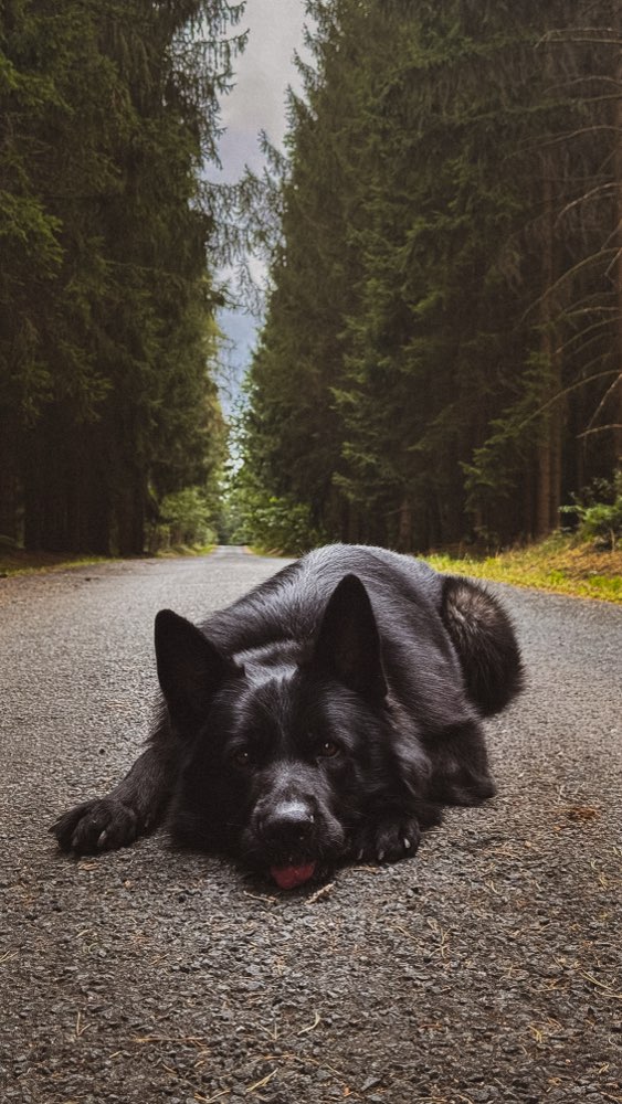Hundetreffen-Social Walk / Hundebegegnungen trainieren-Profilbild