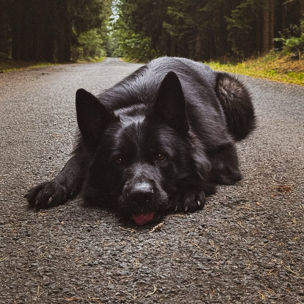 Hundetreffen-Social Walk / Hundebegegnungen trainieren-Profilbild