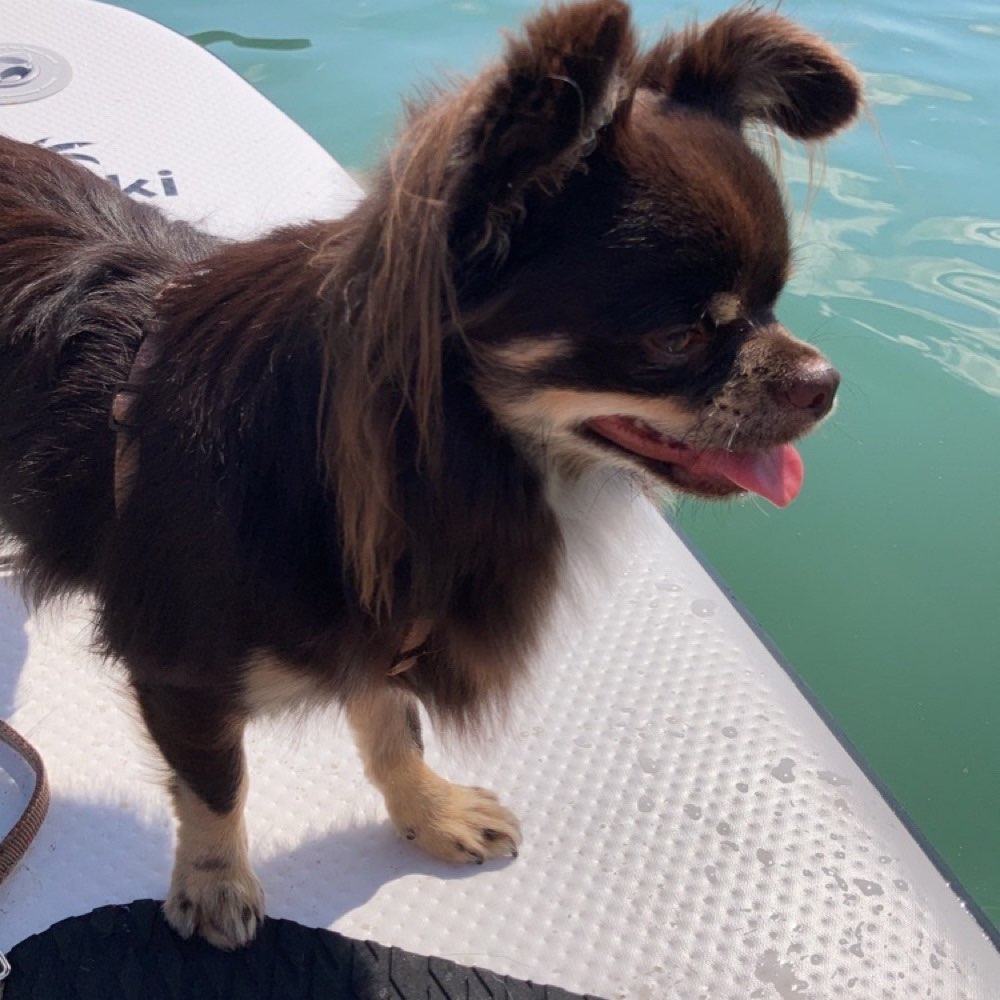 Hundetreffen-Hundetreffen-Profilbild