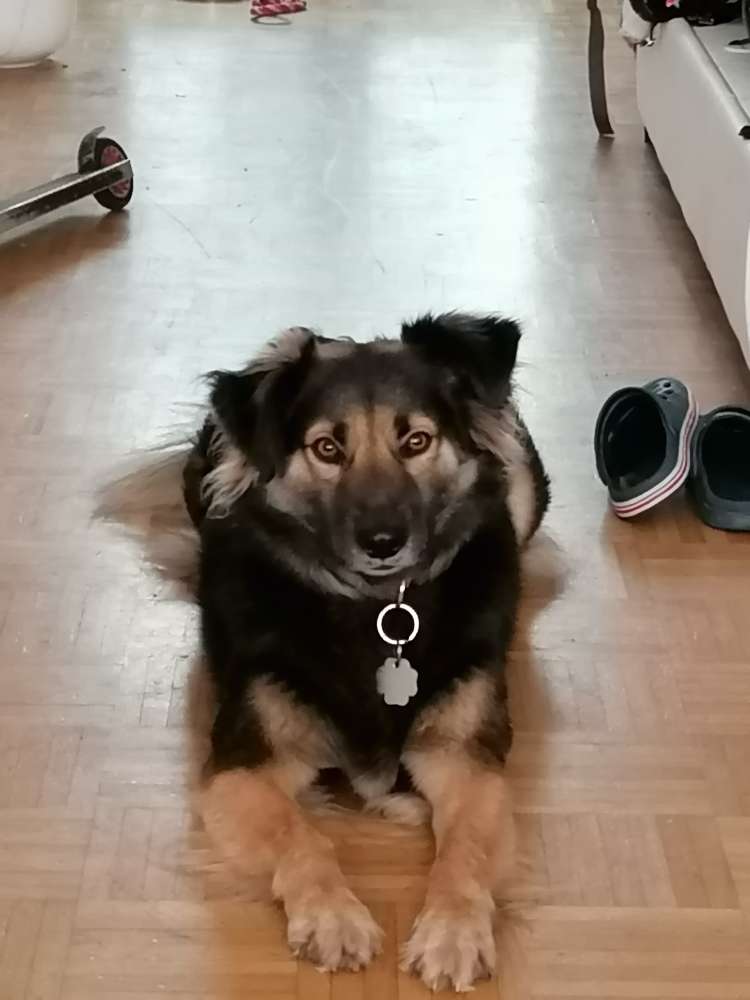 Hundetreffen-Gassi gehen gemeisam-Profilbild