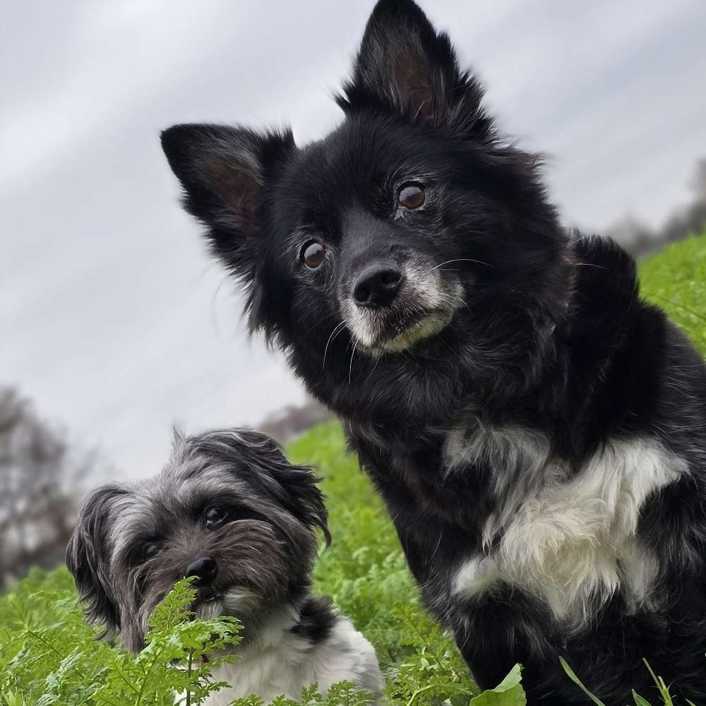 Hundetreffen-Gemeinsame Spaziergänge am Kanal-Profilbild