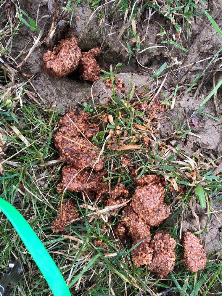 Giftköder-Giftköder?-Profilbild