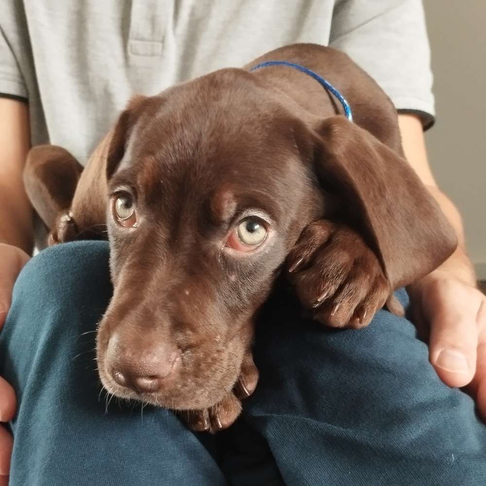 Hundetreffen-Welpentreff-Profilbild