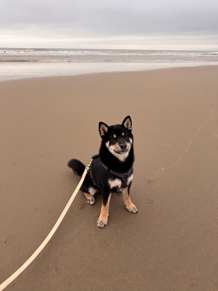 Hundetreffen-Loki sucht einen Spielbuddy-Profilbild