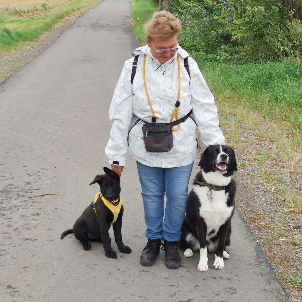 Hundetreffen-Training-,Gassi-,Spielrunden-Profilbild