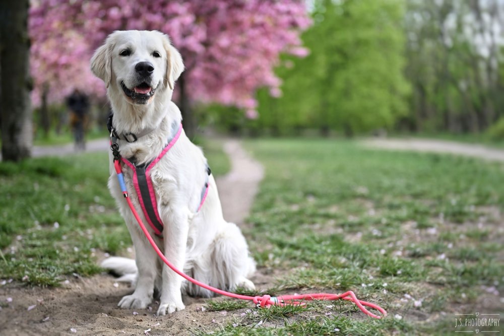 Hundetreffen-Hundetraining und Spielen-Profilbild
