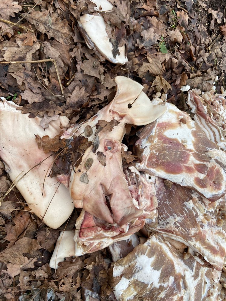 Giftköder-Schweinereste-Profilbild