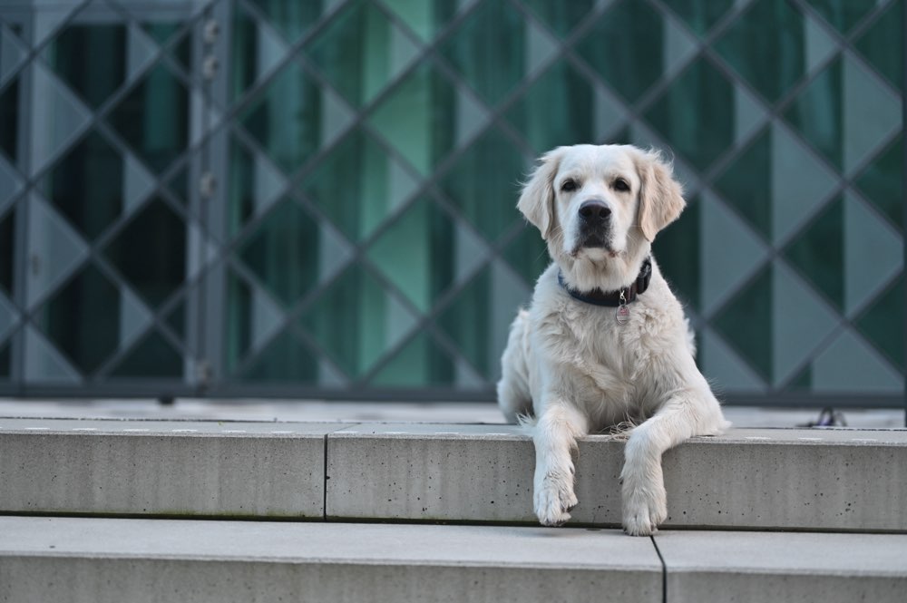 Hundetreffen-Hundetraining/Gassi und Spielen-Profilbild